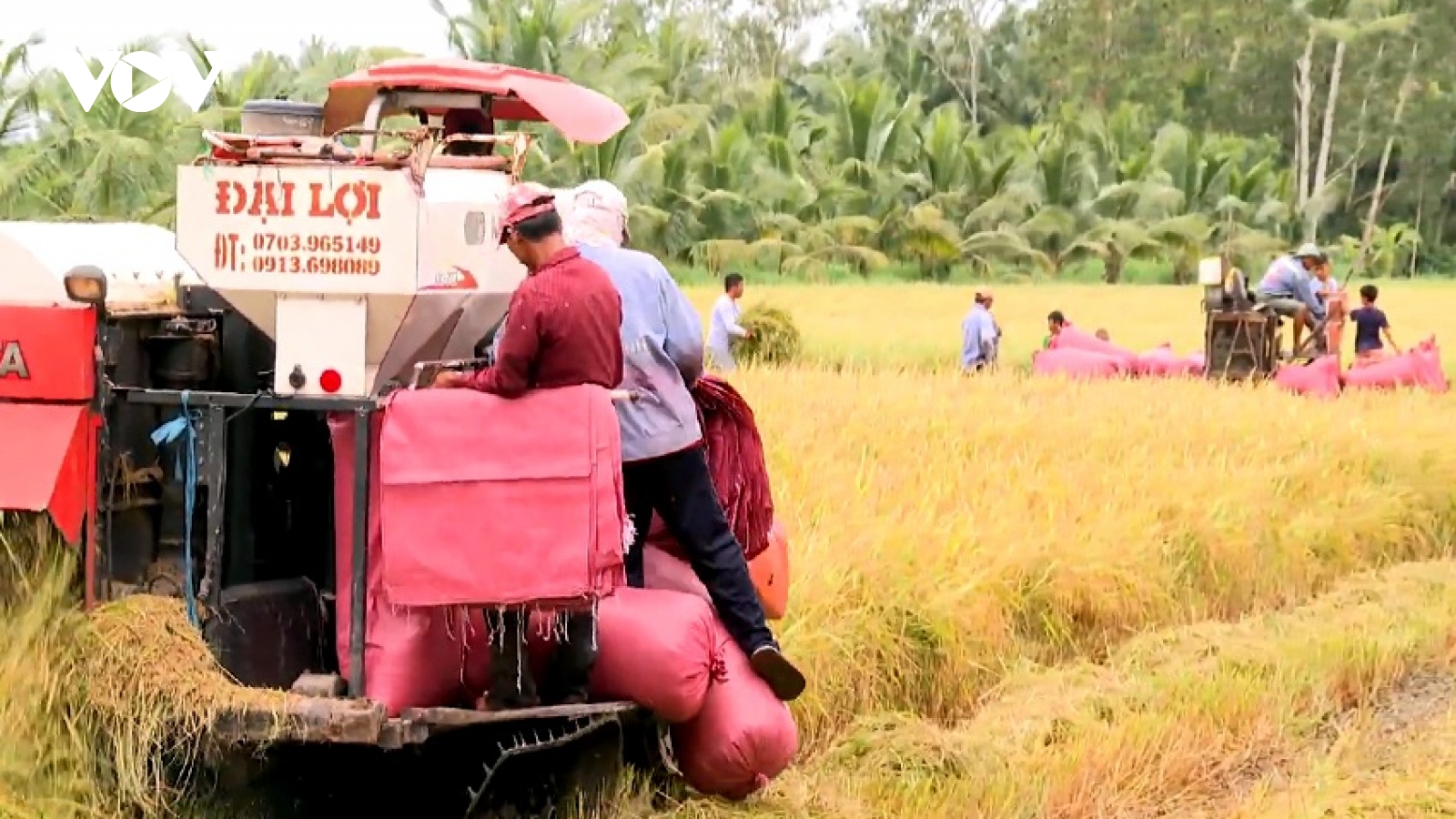 Giá lúa lên cao, nông dân tiếc vì “lỡ” nhận đặt cọc sớm